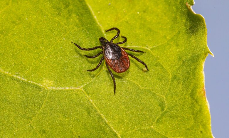 Post-treatment Lyme disease syndrome may be driven by remnants of infection