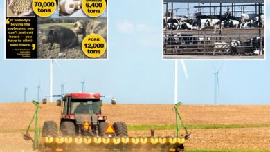 US agriculture industry in ‘full-blown crisis’ as Trump tariffs shrink Chinese orders