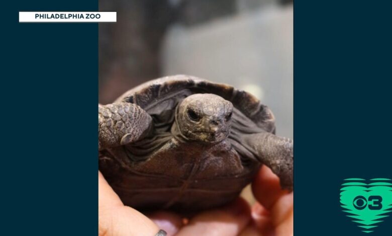 Galapagos tortoises at Philadelphia Zoo become first-time parents at nearly 100 years old Galapagos tortoises at Philadelphia Zoo become first-time parents at nearly 100 years old