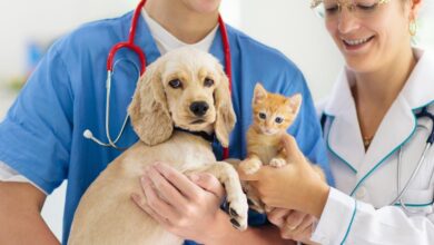 Boutique vet clinics spruce up pet care with Prosecco, snazzy waiting rooms and bespoke pricing