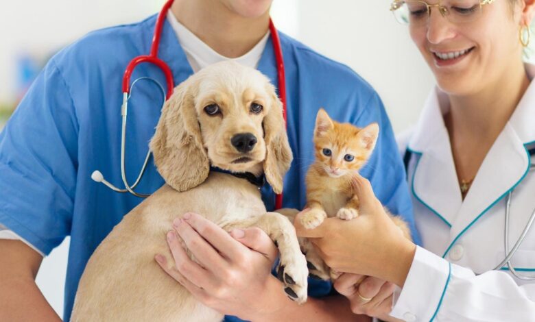 Boutique vet clinics spruce up pet care with Prosecco, snazzy waiting rooms and bespoke pricing