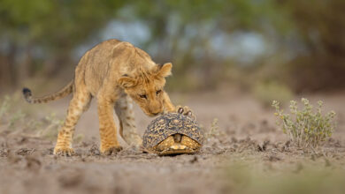 10 beautiful images from the 2025 GDT Nature Photographer of the Year awards