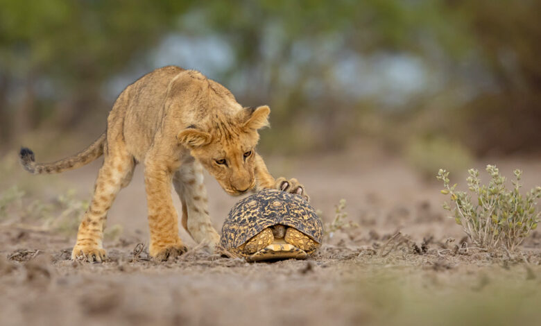 10 beautiful images from the 2025 GDT Nature Photographer of the Year awards 10 beautiful images from the 2025 GDT Nature Photographer of the Year awards