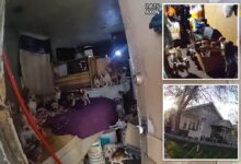156 dogs, cats rescued from horror home of elderly Utah hoarder