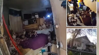 156 dogs, cats rescued from horror home of elderly Utah hoarder