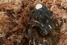 A rare New Zealand snail is filmed for the first time laying an egg from its neck