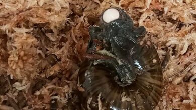 A rare New Zealand snail is filmed for the first time laying an egg from its neck