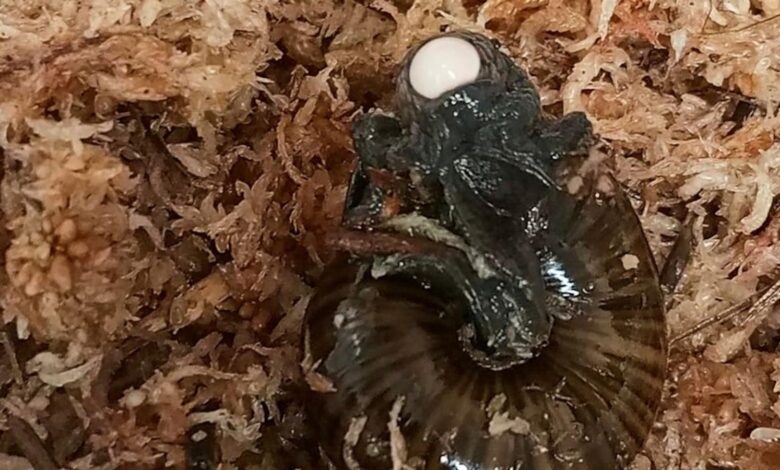 A rare New Zealand snail is filmed for the first time laying an egg from its neck A rare New Zealand snail is filmed for the first time laying an egg from its neck