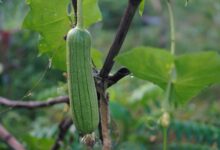 A trip to the farm where loofahs grow on vines