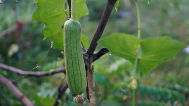 A trip to the farm where loofahs grow on vines