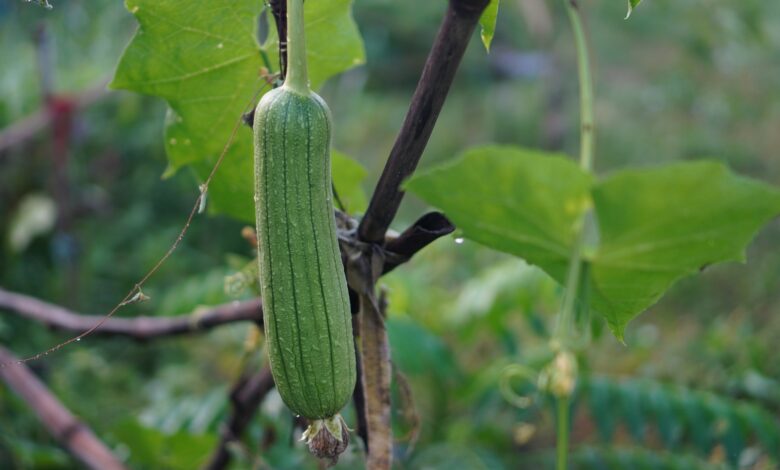 A trip to the farm where loofahs grow on vines A trip to the farm where loofahs grow on vines