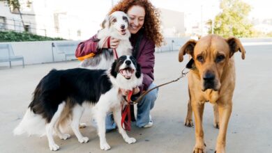 Amazon Pet Day Is Here: Spoil Your Fur Baby And Save While Doing It