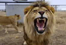 Colorado Wild Animal Sanctuary frets over housing next door