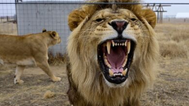 Colorado Wild Animal Sanctuary frets over housing next door