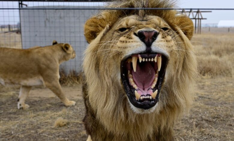 Colorado Wild Animal Sanctuary frets over housing next door Colorado Wild Animal Sanctuary frets over housing next door