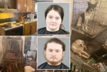 Couple jailed after baby found in home with rotting goat carcass, dozens of animals