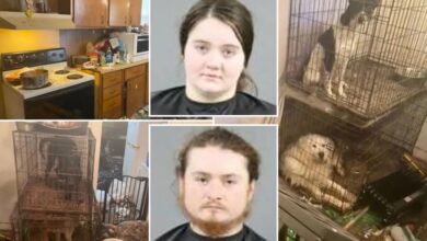 Couple jailed after baby found in home with rotting goat carcass, dozens of animals
