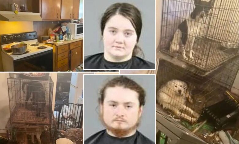 Couple jailed after baby found in home with rotting goat carcass, dozens of animals Couple jailed after baby found in home with rotting goat carcass, dozens of animals