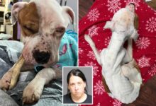 Dog found abandoned in upstate NY apartment was ‘days from death’