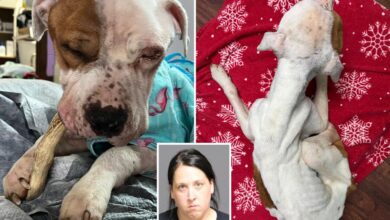 Dog found abandoned in upstate NY apartment was ‘days from death’