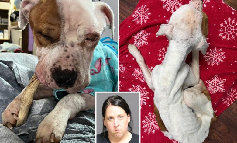 Dog found abandoned in upstate NY apartment was ‘days from death’