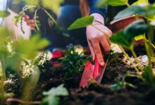 Embrace the fun of growing culinary plants in unexpected places