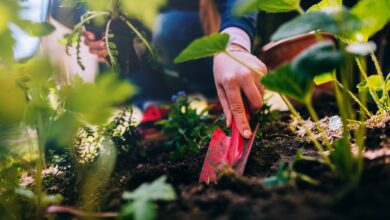 Embrace the fun of growing culinary plants in unexpected places