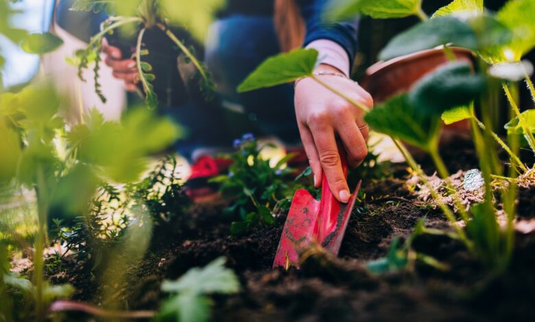 Embrace the fun of growing culinary plants in unexpected places Embrace the fun of growing culinary plants in unexpected places