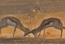 Escalation dominance? – Econlib