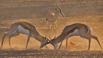 Escalation dominance? – Econlib