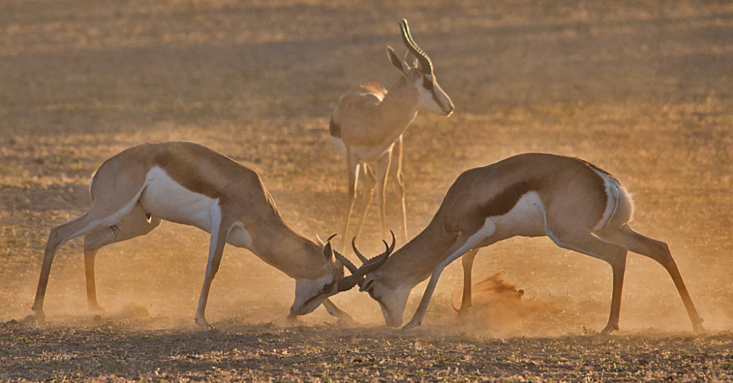 Escalation dominance? – Econlib Escalation dominance? – Econlib