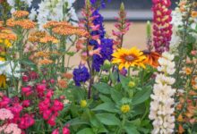 Everything you need to know about chaos gardening
