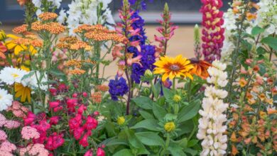 Everything you need to know about chaos gardening