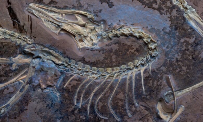 Feathered fossil shows famed dinosaur could fly (like a chicken)