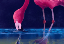 Flamingos conjure ‘water tornadoes’ to trap their prey