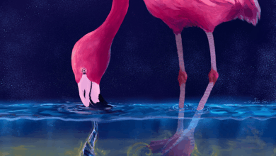 Flamingos conjure ‘water tornadoes’ to trap their prey