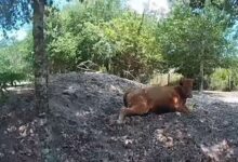 Florida man shoots neighbor’s cow 5 times after it wandered onto his property
