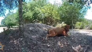 Florida man shoots neighbor’s cow 5 times after it wandered onto his property