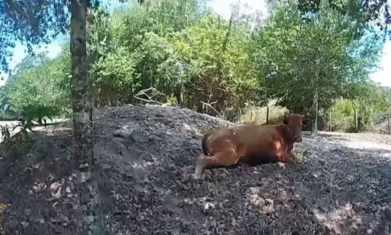 Florida man shoots neighbor’s cow 5 times after it wandered onto his property Florida man shoots neighbor’s cow 5 times after it wandered onto his property