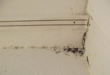 Household mold linked to 1 in 4 hypersensitivity pneumonitis cases