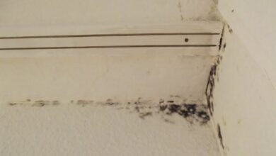 Household mold linked to 1 in 4 hypersensitivity pneumonitis cases