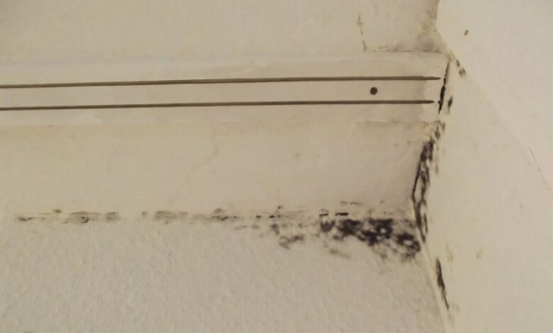 Household mold linked to 1 in 4 hypersensitivity pneumonitis cases Household mold linked to 1 in 4 hypersensitivity pneumonitis cases