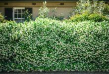 How to build a living fence