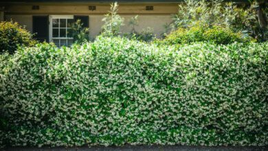 How to build a living fence