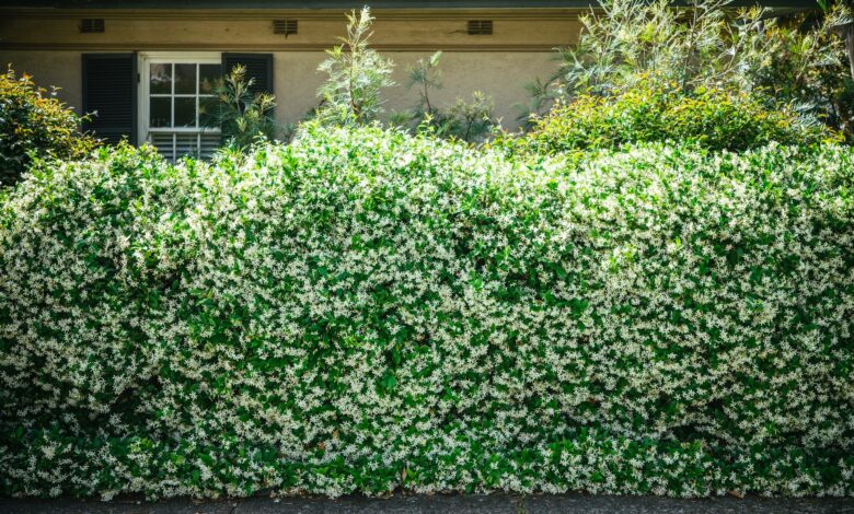 How to build a living fence How to build a living fence