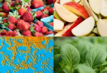Midlife intakes of high-quality carbohydrates and dietary fiber linked to better health in older women