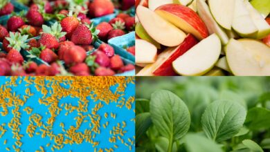 Midlife intakes of high-quality carbohydrates and dietary fiber linked to better health in older women