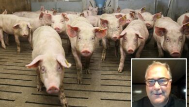 NY man offered farmer Wild Turkey bourbon to let him feed girlfriend’s ex to his hogs: FBI