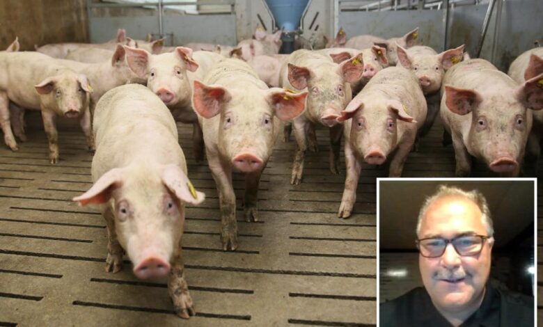 NY man offered farmer Wild Turkey bourbon to let him feed girlfriend’s ex to his hogs: FBI NY man offered farmer Wild Turkey bourbon to let him feed girlfriend’s ex to his hogs: FBI