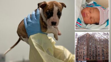 Pit bull puppy didn’t kill NYC newborn — medical examiner shockingly says injuries happened after baby’s death
